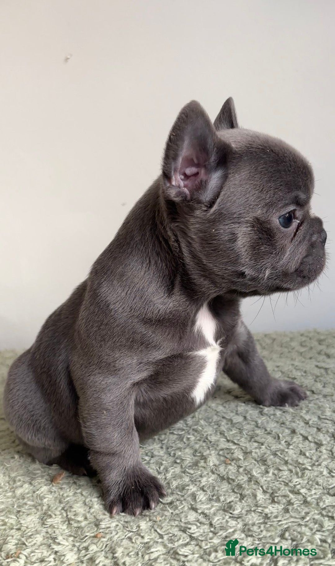 French Bulldog dogs for sale: Gorgeous litter of 4 blue French bulldogs - Advert 11