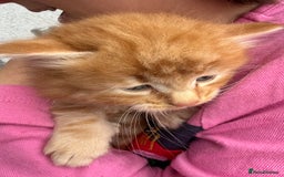 Mixed Breed cats for sale: 1 rare ginger female 3 ginger toms 1 female tabby  - Image 1