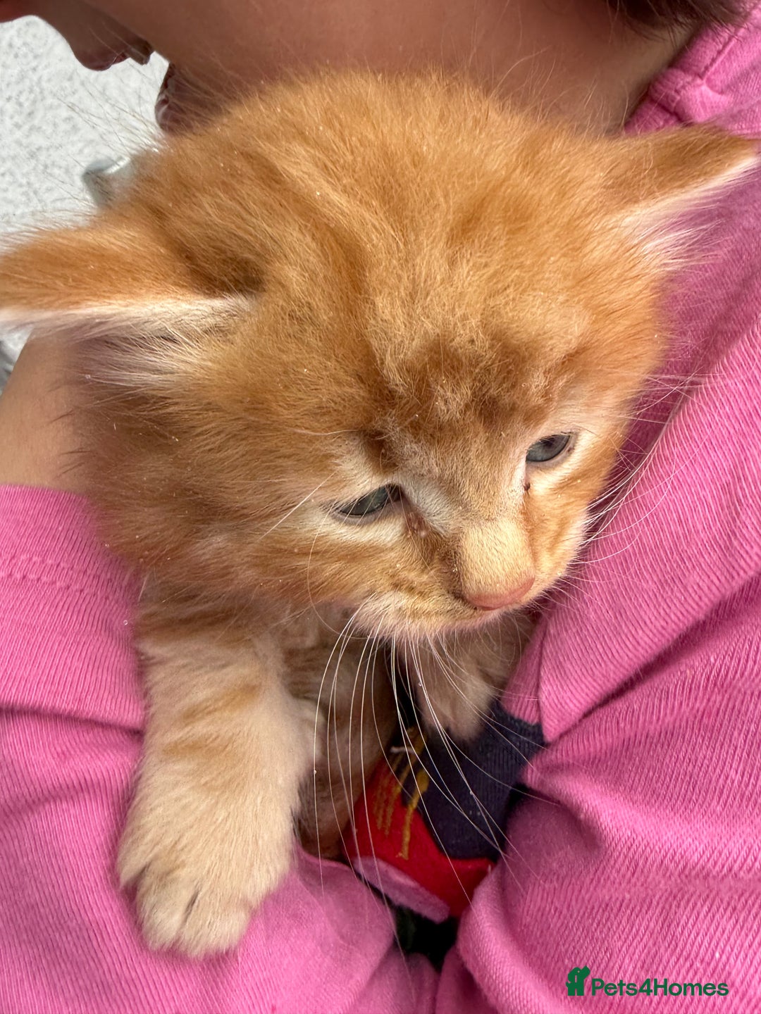 Mixed Breed cats for sale: 1 rare ginger female 3 ginger toms 1 female tabby  - Image 1
