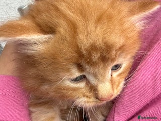 Mixed Breed cats - Advert 2