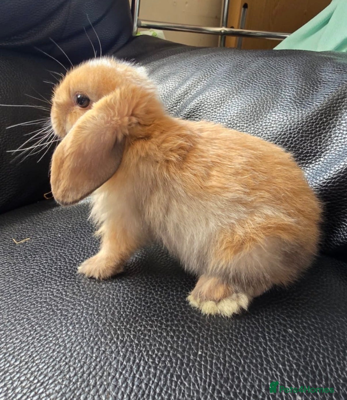 Mini Lop rabbits pure breed minilop rabbit's  - Advert 10