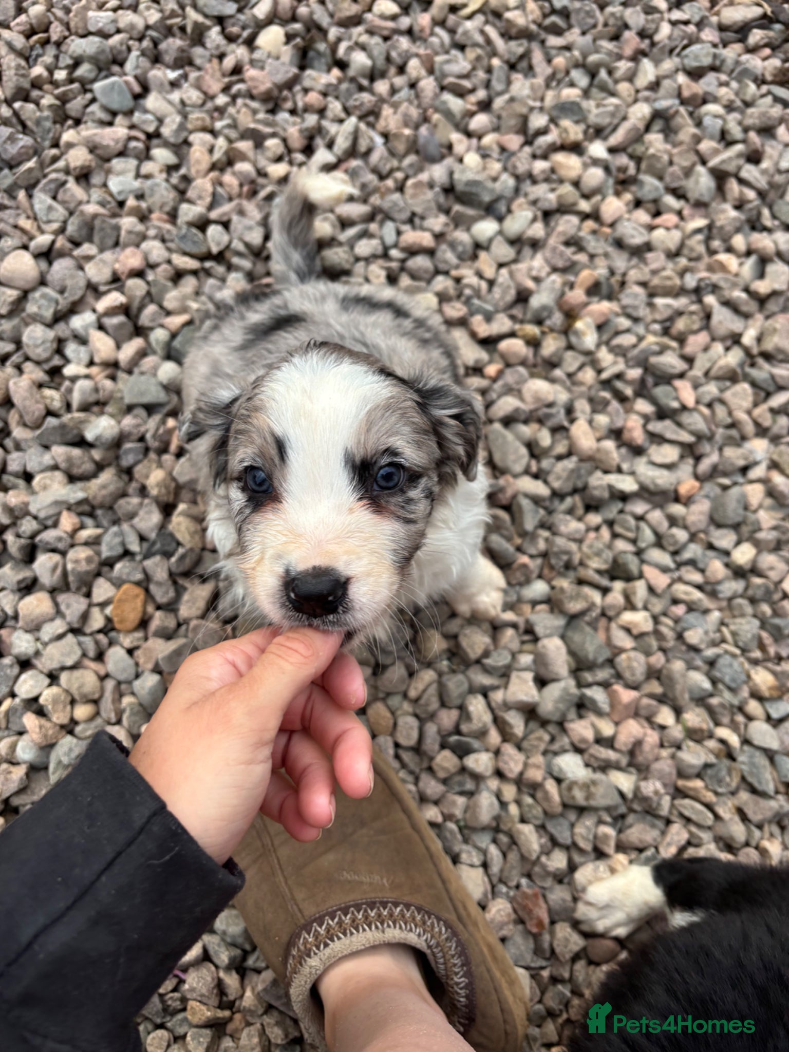 Sprollie dogs Chunky Blue Sprollies 💙 - Advert 12