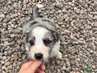 Sprollie dogs Chunky Blue Sprollies 💙 - Advert 12