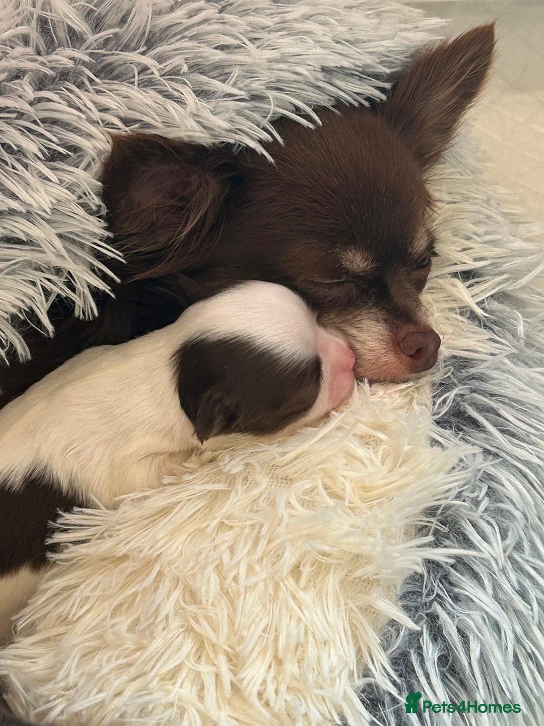 Chihuahua dogs for sale: Chihuahua teacup - Image 16
