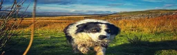Borador dogs for sale: Chocolate and white Borador puppy  - Advert 2