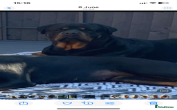 Rottweiler dogs for sale: Beautiful litter of 6 boys - Image 17