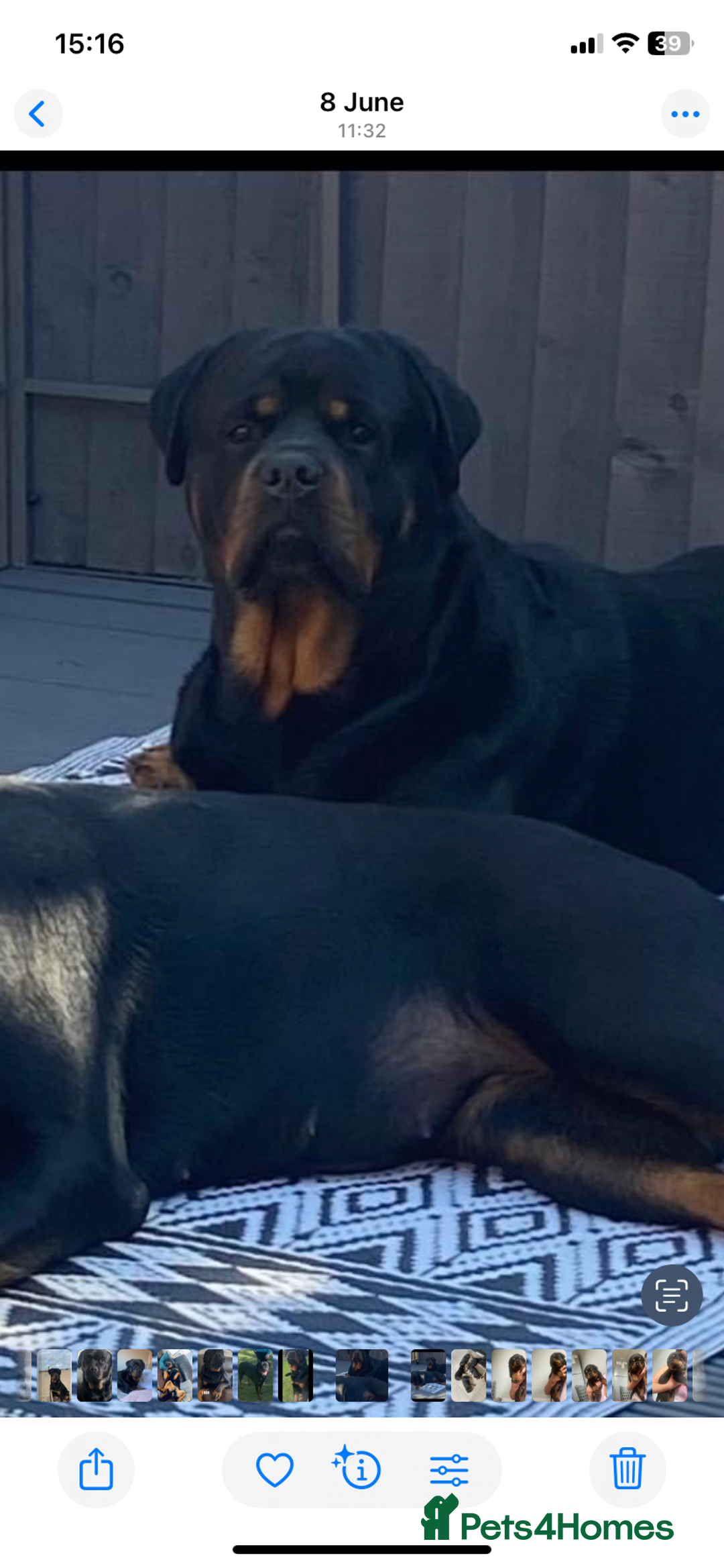Rottweiler dogs for sale: Beautiful litter of 6 boys - Image 17