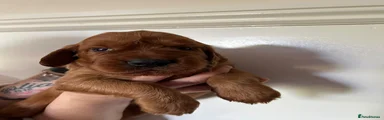 Irish Setter 3