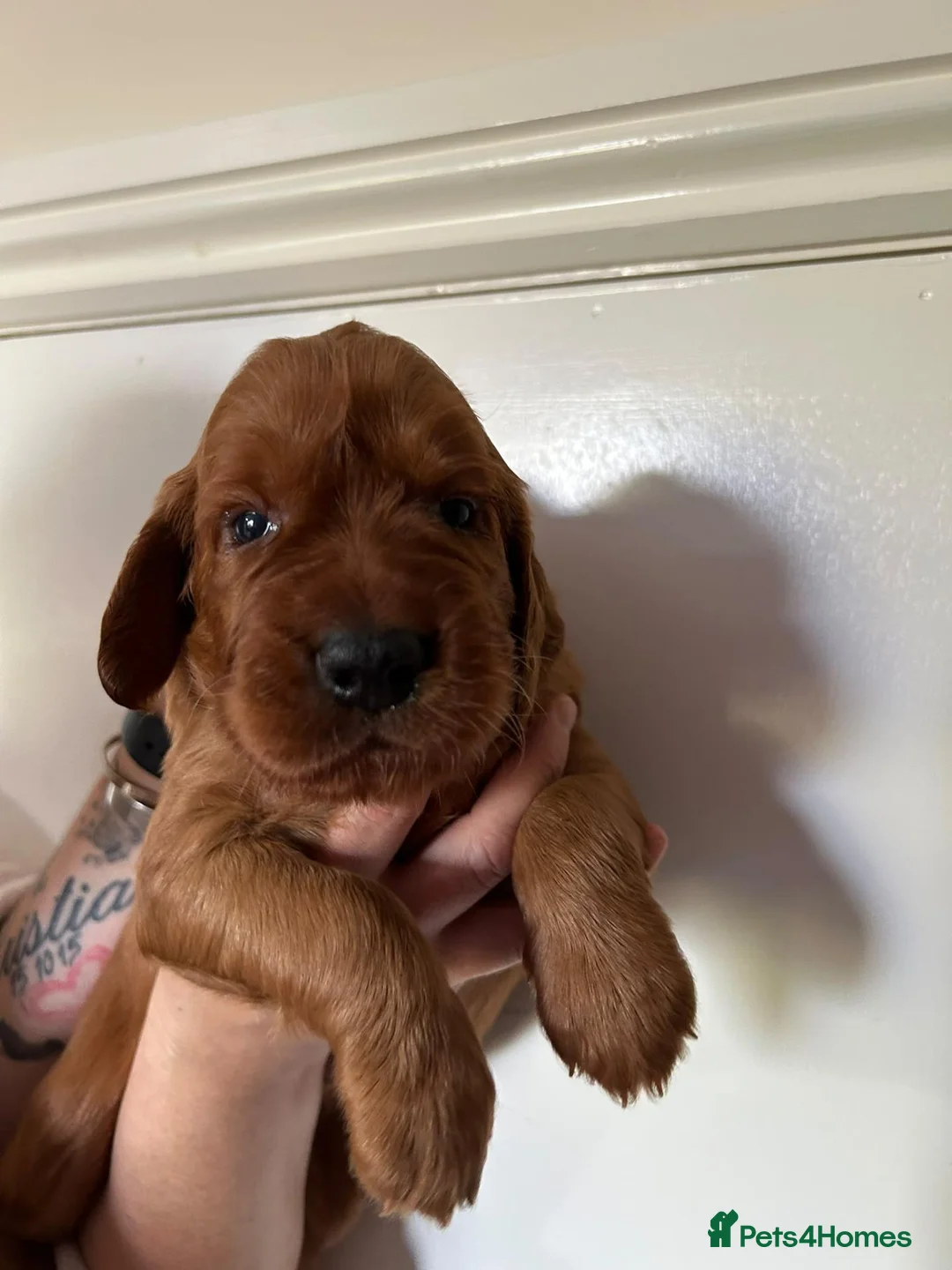 Irish Setter dogs for sale: Irish Setter Puppies in Galashiels - Advert 2