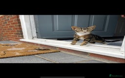 Mixed Breed cats for sale: 2 cats for sale - Image 8