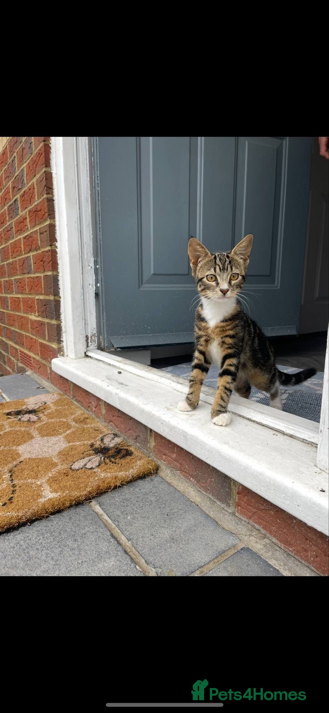 Mixed Breed cats for sale: 2 cats for sale - Image 8
