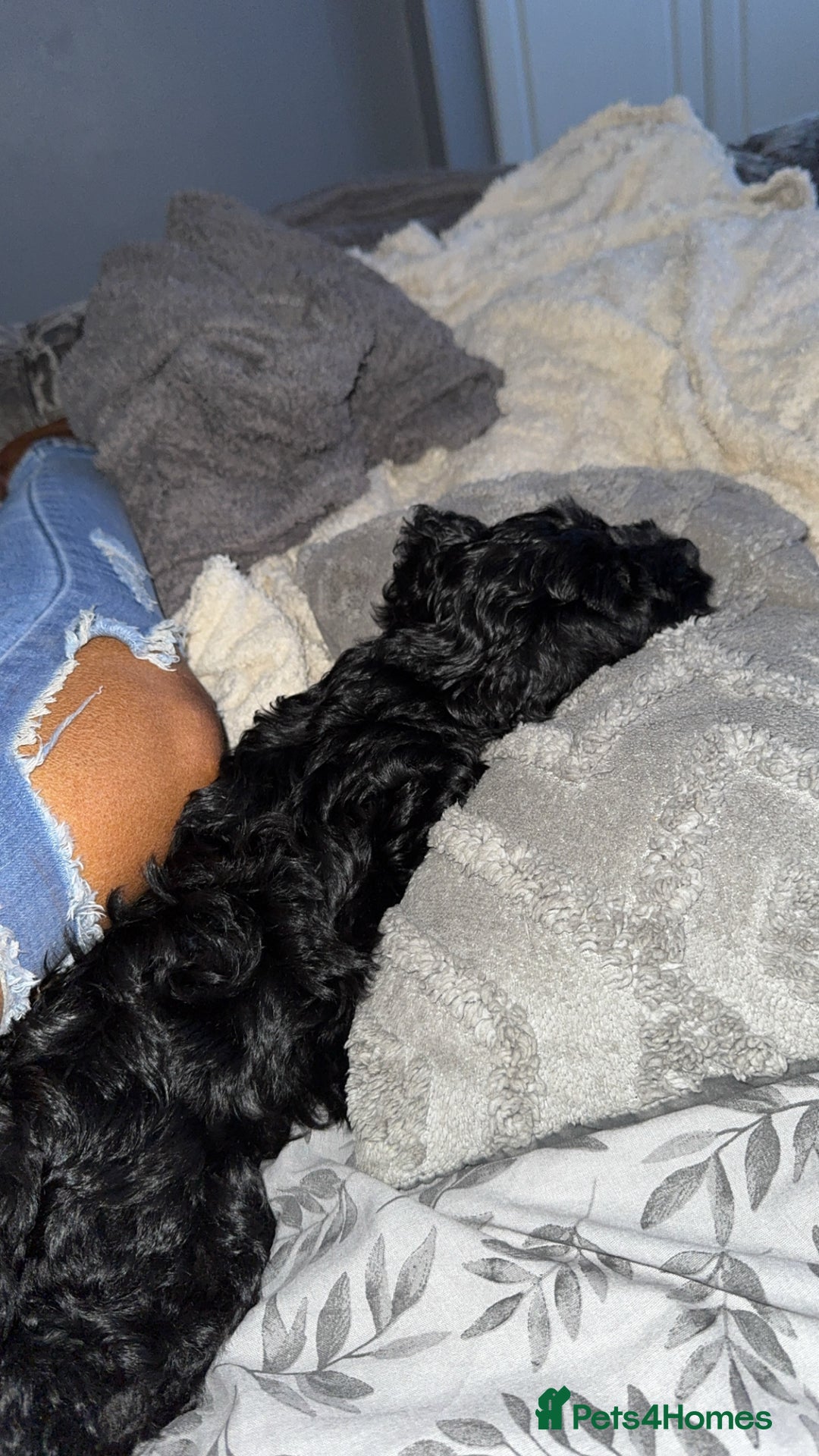 Cockapoo dogs for sale: F1 Cockapoo  - Image 4