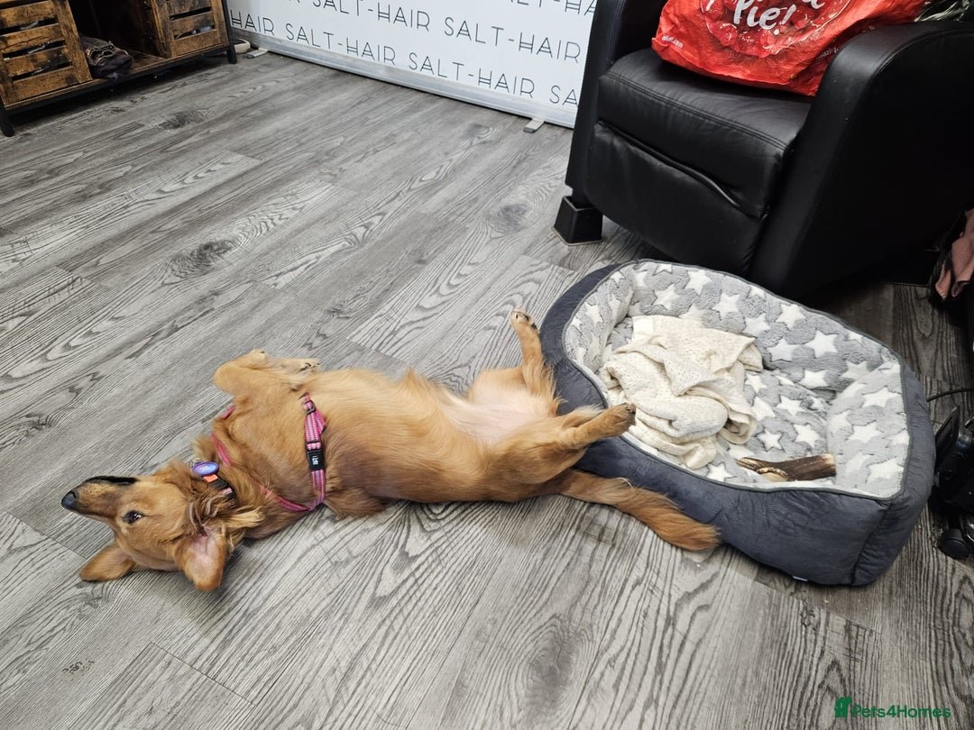 Mixed Breed dogs for adoption: 💖🐶 SANDY 🐶💖 - Image 3