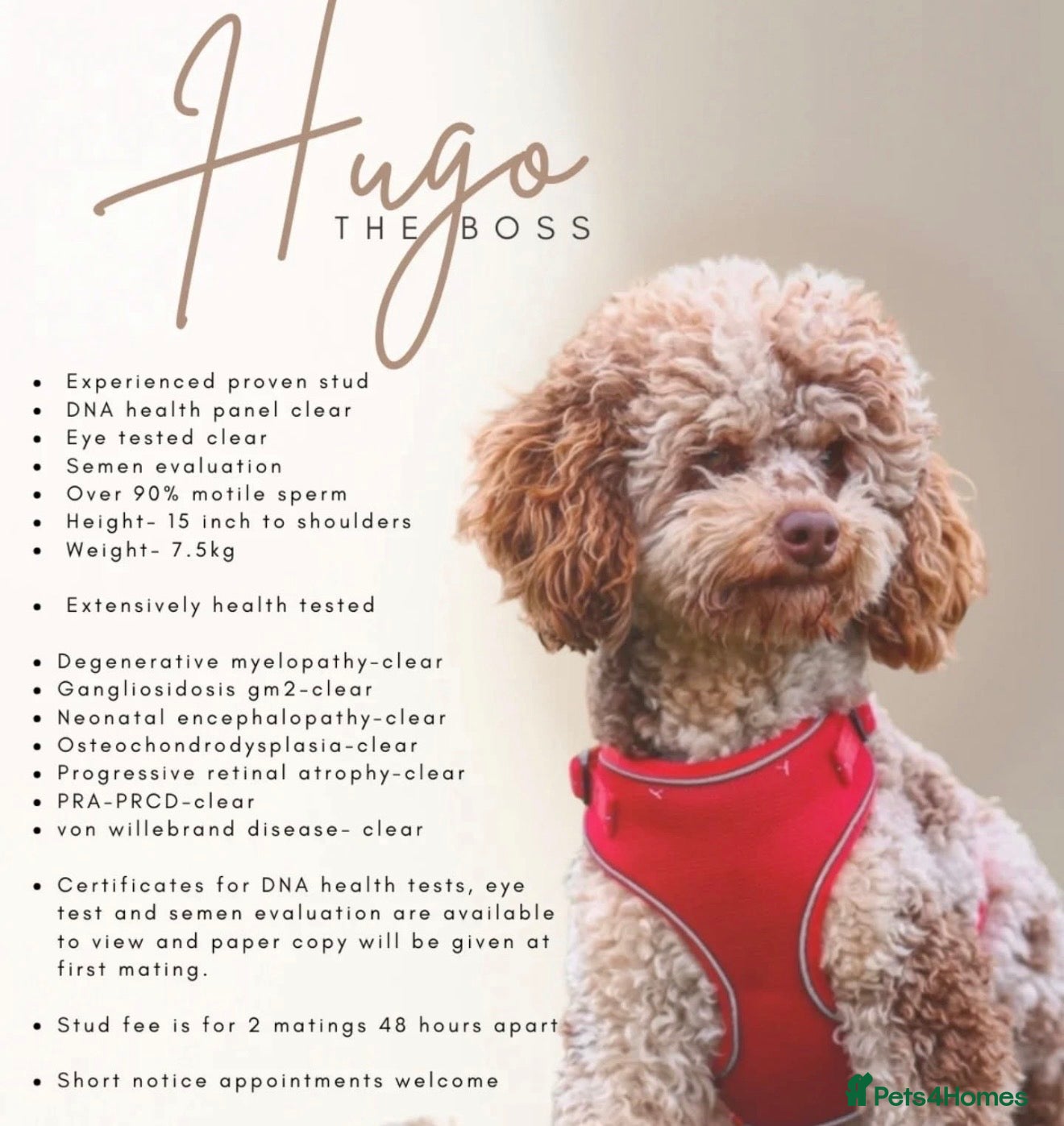 Cockapoo dogs Chocolate Tri Phantom Merle & Chocolate Phantom - Advert 2