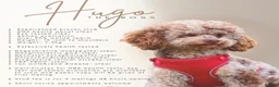 Cockapoo dogs for sale: Chocolate Tri Phantom Merle & Chocolate Phantom in Worksop - Advert 2