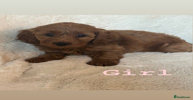 Cockapoo dogs - Advert 2