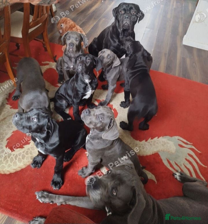 Cane Corso dogs Reduced! Champion Bloodline Cane Corso Puppies - Advert 2