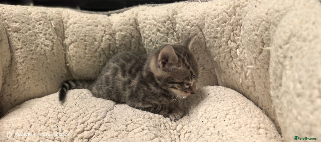 Bengal cats for sale: Bengal babies  - Advert 17