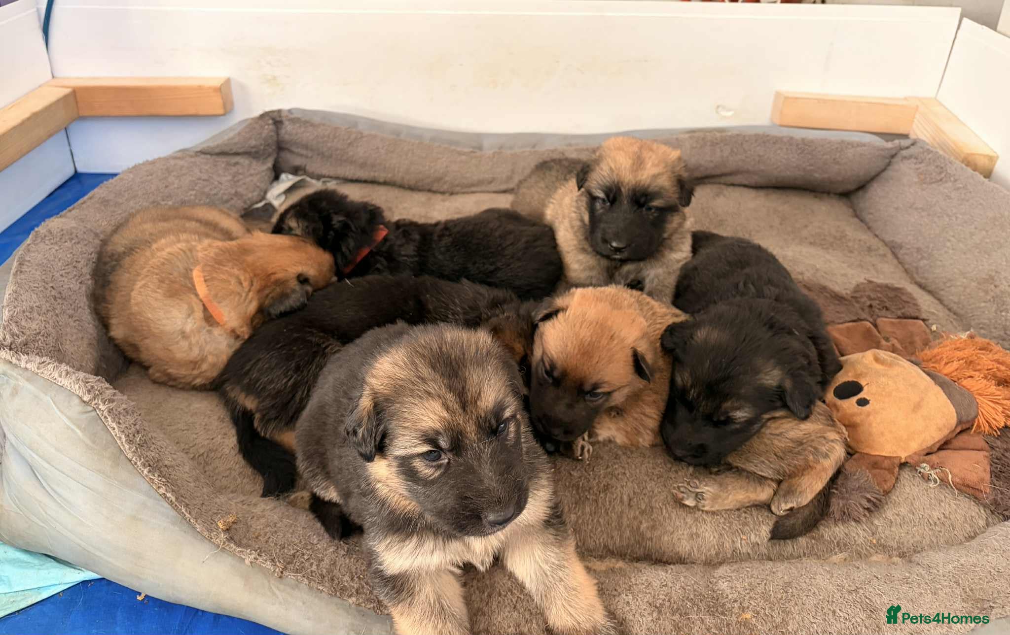 German Shepherd dogs KC Reg German Shepard's - Advert 6