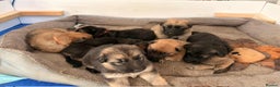 German Shepherd dogs for sale: KC Reg German Shepard's - Advert 1