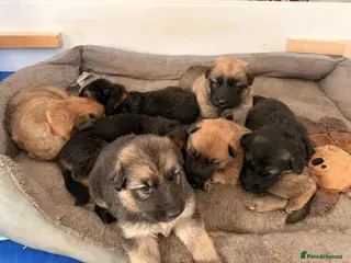 German Shepherd dogs KC Reg German Shepard's - Advert 14