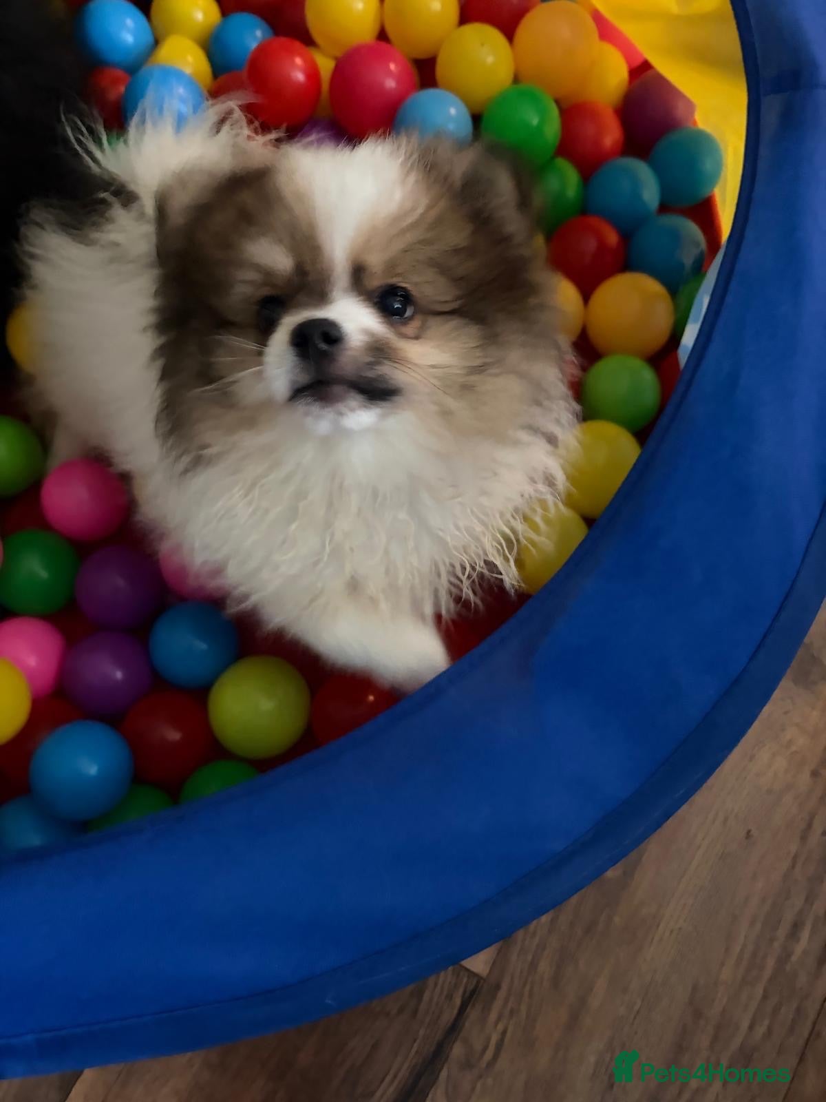 Pomeranian dogs Perfect Pom Pom  - Advert 2
