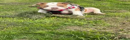 Olde English Bulldogge dogs for sale: Bruce  in Chesterfield - Advert 10