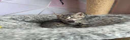 Mixed Breed cats for sale: Last kitten looking lovely new home  - Advert 6