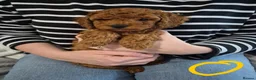 Miniature Poodle dogs for sale: Beautiful KC Registered Miniature Poodle Puppies  in Mirfield - Advert 7
