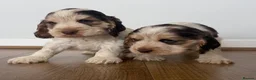 Cocker Spaniel dogs for sale: 🐾 SHOW COCKER SPANIEL PUPPIES FORSALE 🐾  - Advert 1