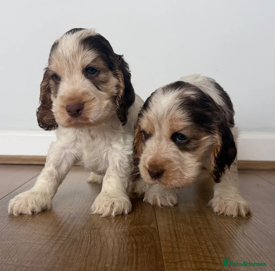 Cocker Spaniel dogs for sale: 🐾 SHOW COCKER SPANIEL PUPPIES FORSALE 🐾  - Advert 1
