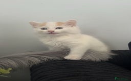Domestic Shorthair cats for sale: Beautiful kittens ❤️❤️ - Image 6