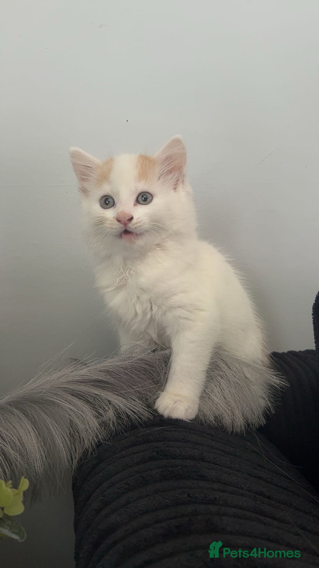 Domestic Shorthair cats for sale: Beautiful kittens ❤️❤️ - Image 6