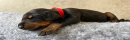 Dobermann dogs for sale: Outstanding Quality Dobermann puppies, KC REG - Advert 29
