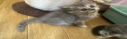 Persian cats for sale: Doll face Persian x Mainecoon gorgeous kittens  - Advert 9