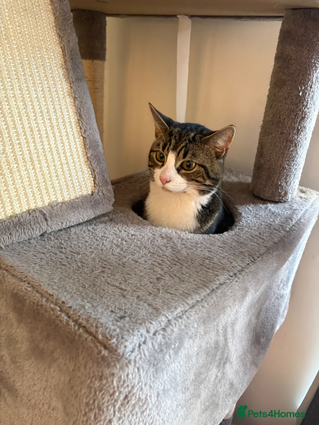 British Shorthair cats for sale: mixed white and tabby cat in Coventry - Advert 2