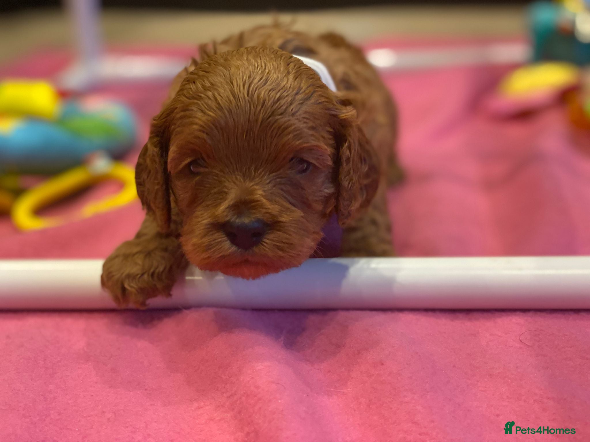 Cavapoo dogs F1 cavapoo 4 girls 1 boy health tested - Advert 1