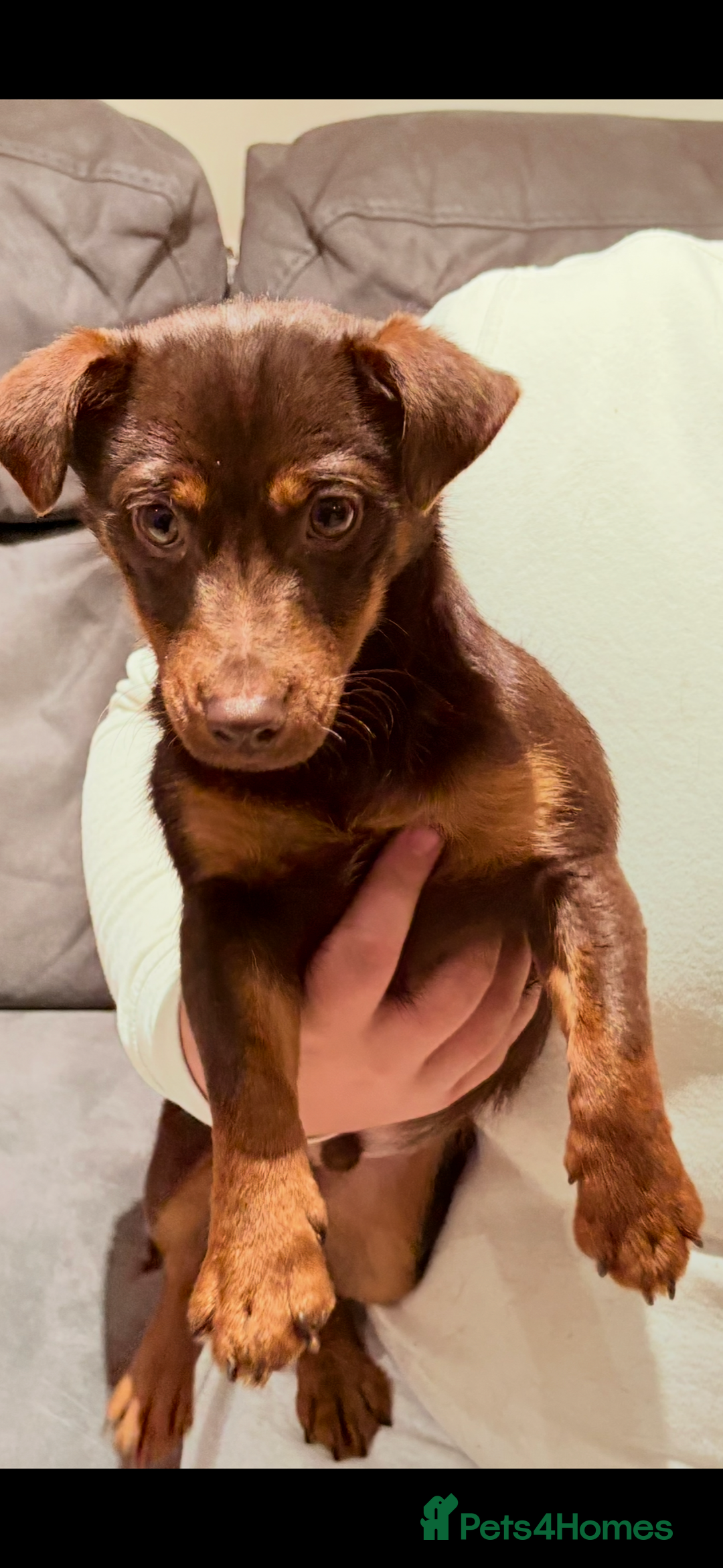 Jack Russell dogs for sale: Jack Russell Boy & Girl  - Advert 4