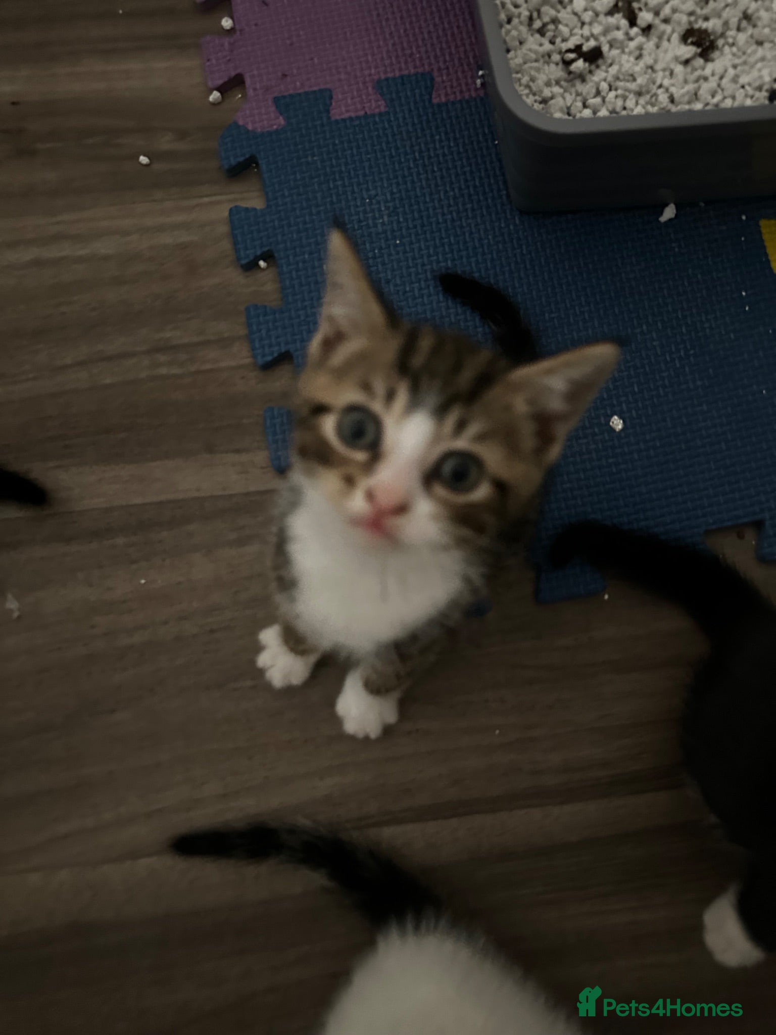Mixed Breed cats 2 tabby boy kittens left / LITTER TRAINED - Advert 4
