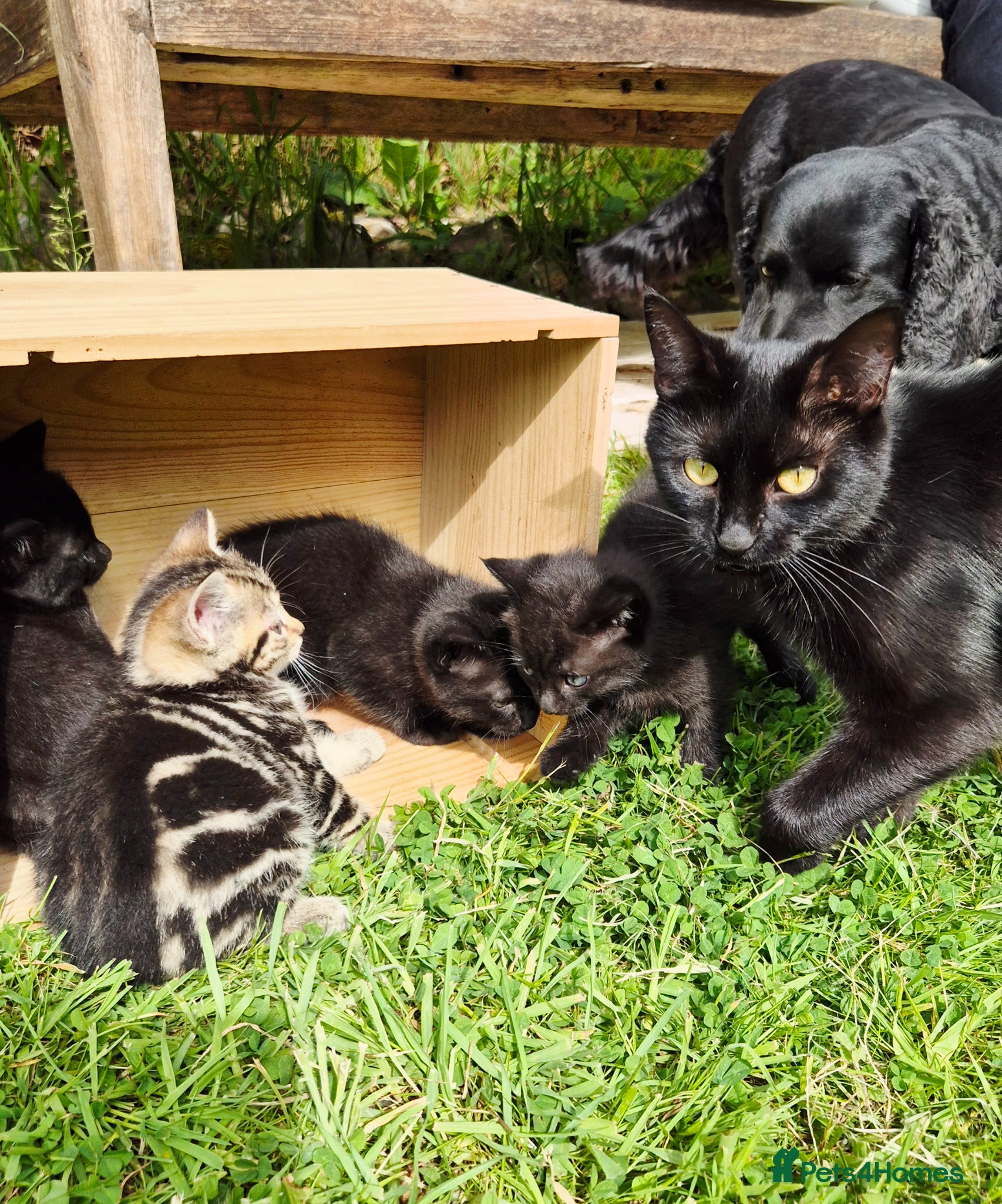 Mixed Breed cats for sale: Gorgeous Kittens for sale - Advert 5