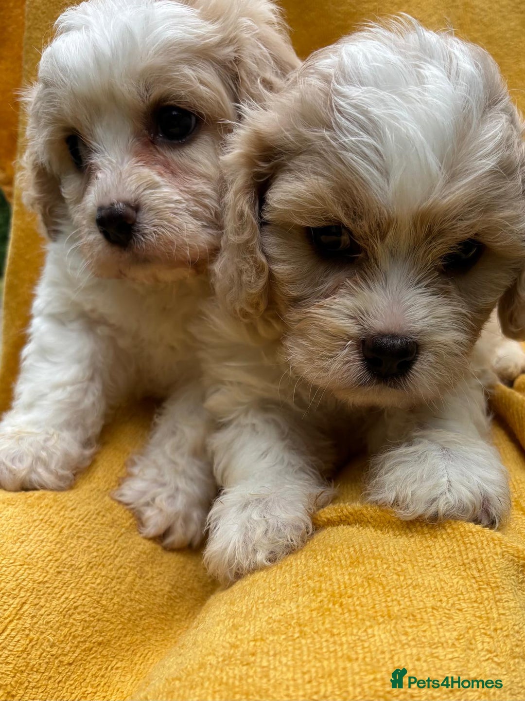 Cavapoochon dogs for sale: ⭐️1 CAVAPOOCHON in Cheshire (KC DAD) ready now✅ - Image 26