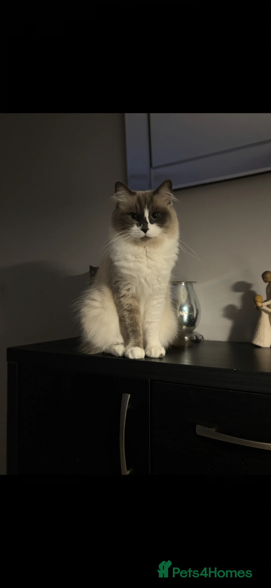 Ragdoll cats for sale: Ragdoll x main coon  - Advert 1