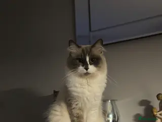 Ragdoll cats Ragdoll x main coon - Advert 2