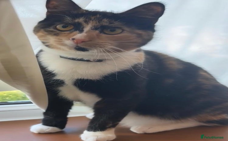 Domestic Shorthair cats - Advert 5