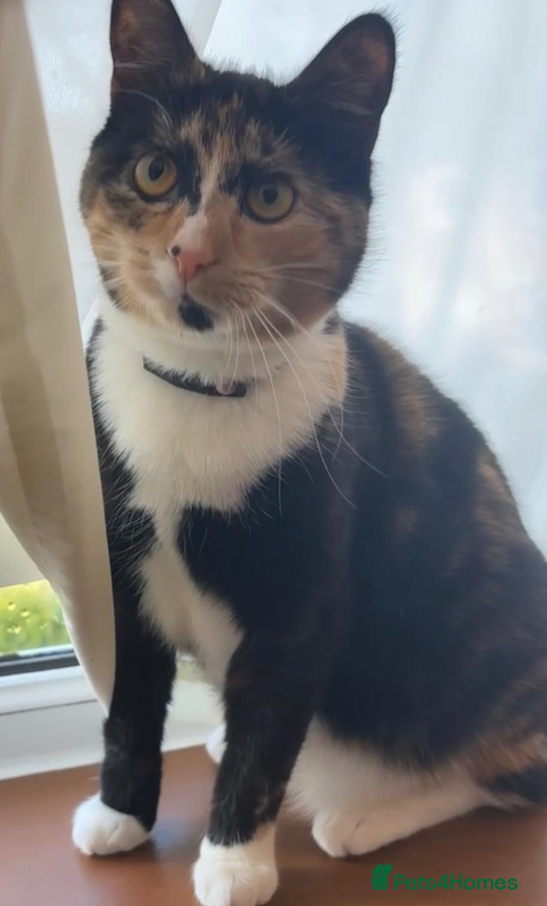 Domestic Shorthair cats for sale: Cats gingers and turtle for rehoming  - Image 1