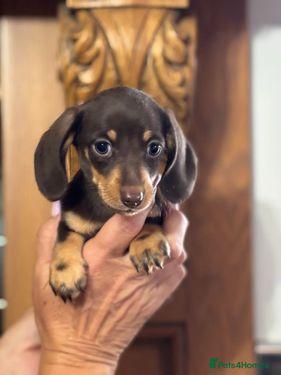Miniature Dachshund dogs for sale: Ready for new home: KC, PRA clear stunning boy - Advert 10