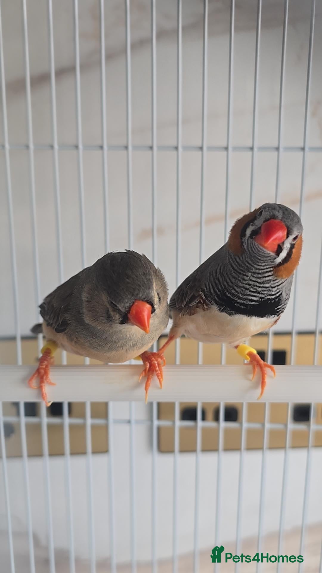 Finches birds Zebra finch pair with cage - Advert 1