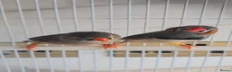 Finches birds for sale: Zebra finch pair with cage - Advert 1