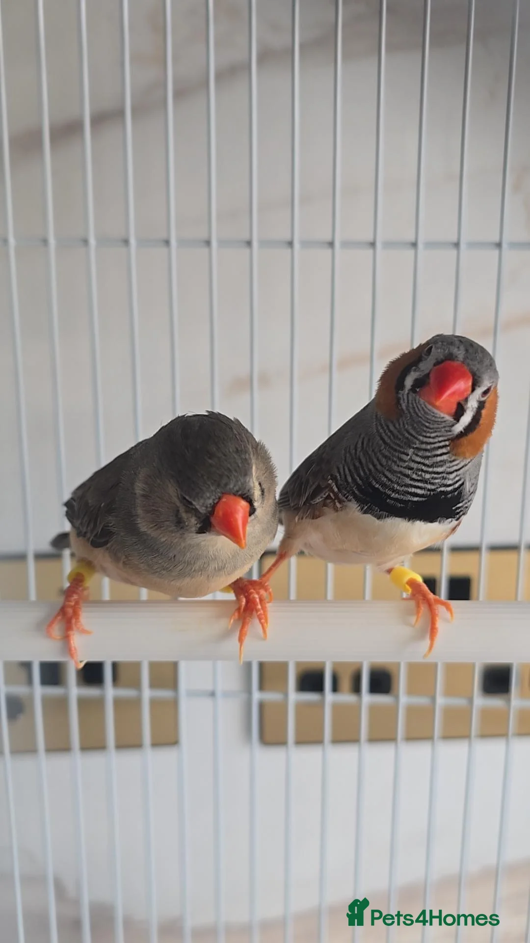 Finches birds for sale: Zebra finch pair with cage - Advert 1
