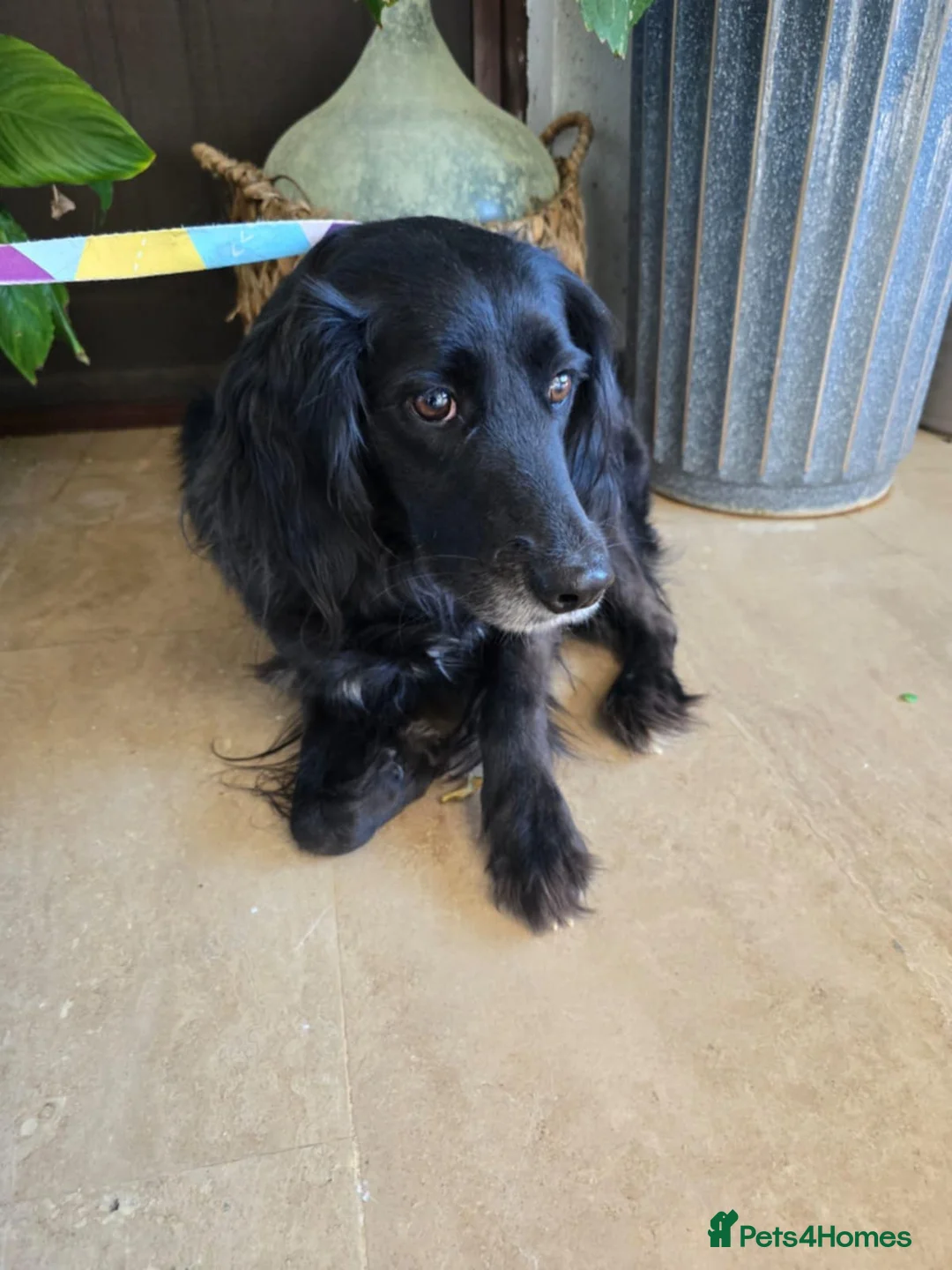 Cocker Spaniel dogs for adoption: Gino ! - Advert 1